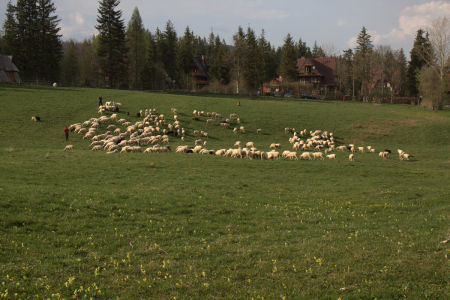 Zakopane